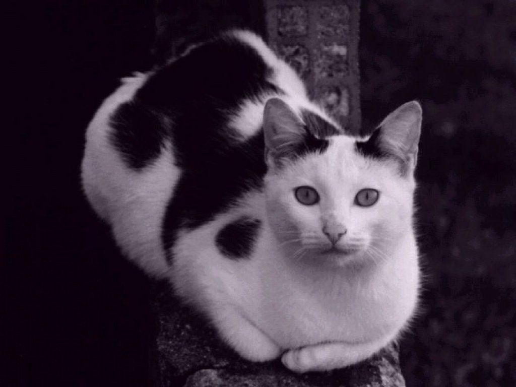Chats - 046